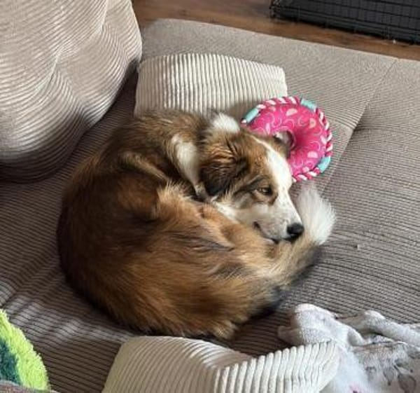 Junge Mira -  bereits in Bayern