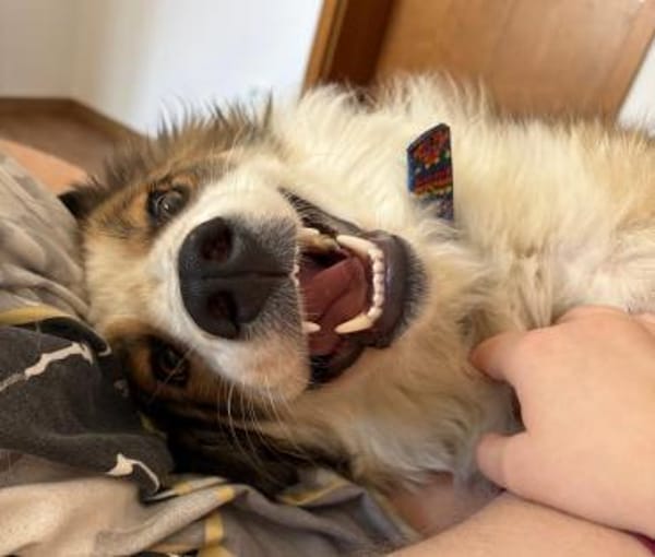 Junge Mira -  bereits in Bayern