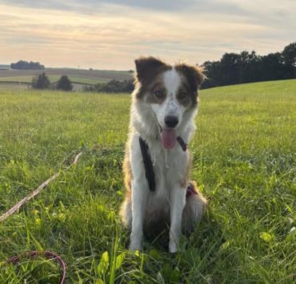 Junge Mira -  bereits in Bayern