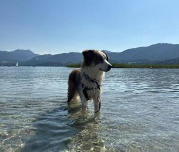 Junge Mira -  bereits in Bayern