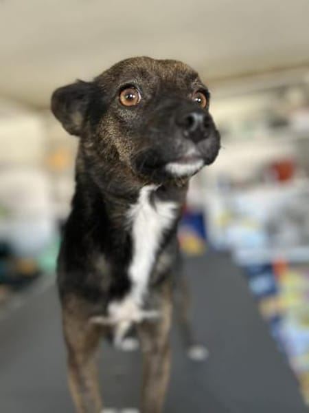 Berta sucht ein liebevolles Zuhause