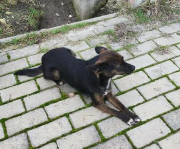 Berta sucht ein liebevolles Zuhause