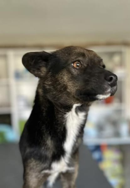 Berta sucht ein liebevolles Zuhause