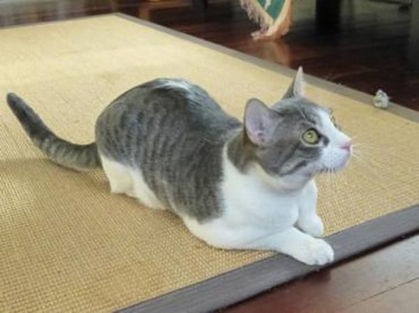 Niedlicher Benny möchte Ihr Herz erobern