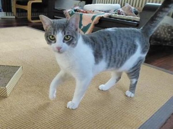 Niedlicher Benny möchte Ihr Herz erobern