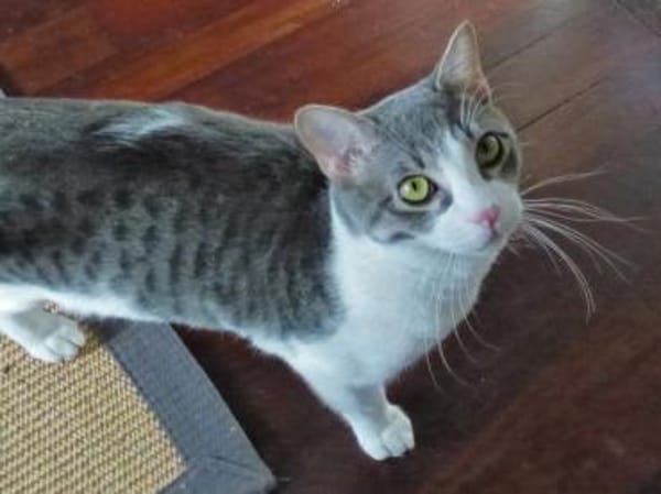 Niedlicher Benny möchte Ihr Herz erobern