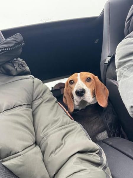 Gatinha - Zuhause gesucht