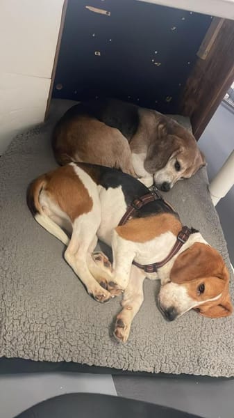 Gatinha - Zuhause gesucht