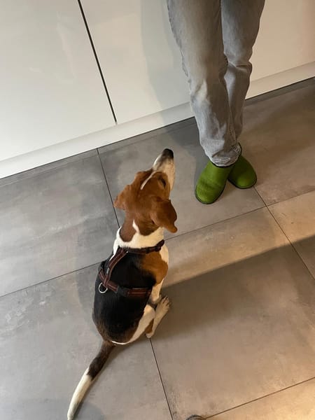 Gatinha - Zuhause gesucht