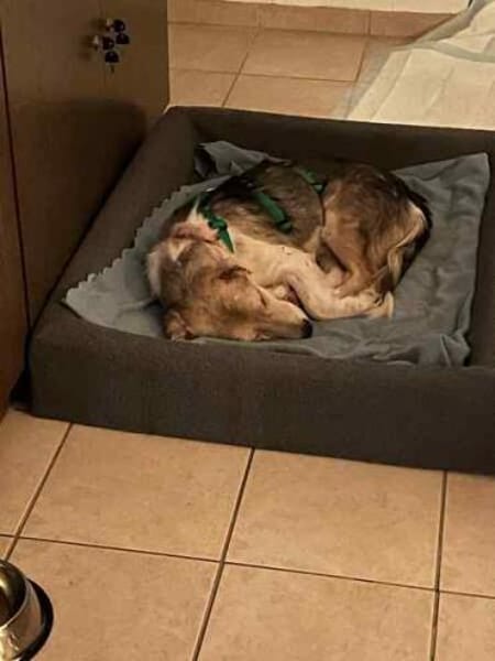 GRADY * kleiner Kämpfer großes Herz