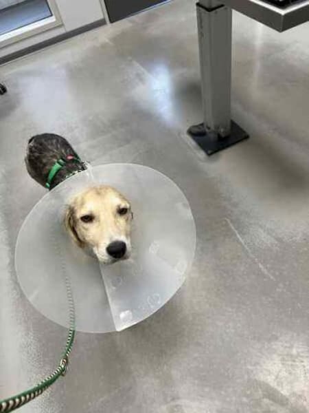 GRADY * kleiner Kämpfer großes Herz