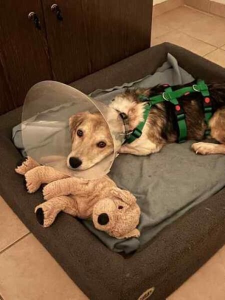 GRADY * kleiner Kämpfer großes Herz