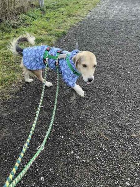 GRADY * kleiner Kämpfer großes Herz