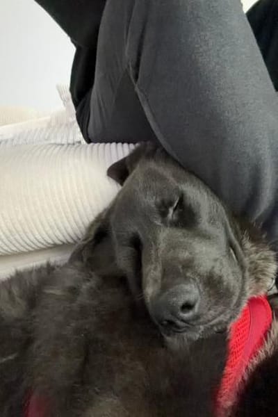 Schäfi-Mix-Schnute♥Jasper♥50127 Bergheim