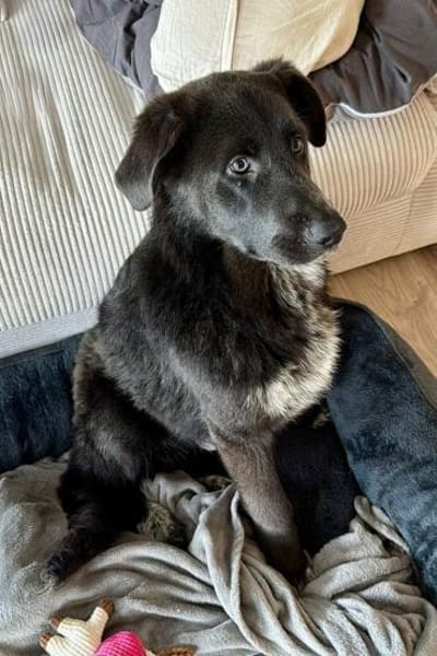 Schäfi-Mix-Schnute♥Jasper♥50127 Bergheim