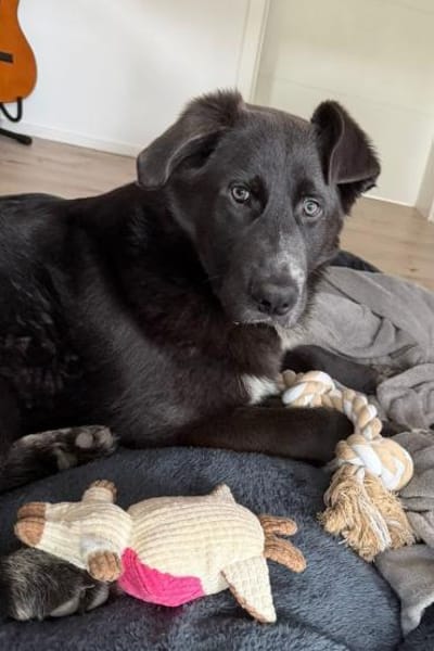 Schäfi-Mix-Schnute♥Jasper♥50127 Bergheim