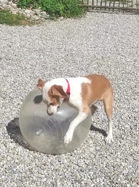 Cappucino 💙💙💙 sucht Happy-Home