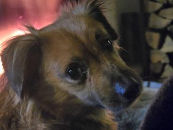 Kleine ängstliche Hope sucht Sicherheit