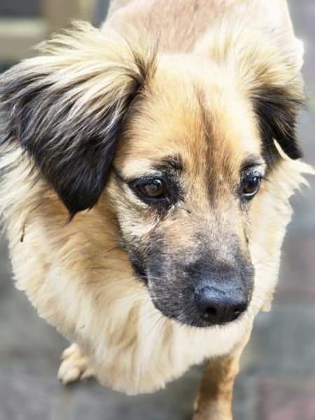 Kleine ängstliche Hope sucht Sicherheit