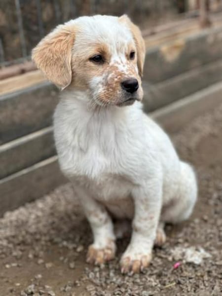 Welpe Balu und seine 4 Geschwister