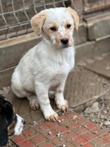 Welpe Balu und seine 4 Geschwister