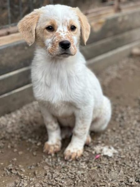 Welpe Balu und seine 4 Geschwister