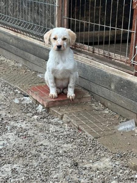 Welpe Balu und seine 4 Geschwister