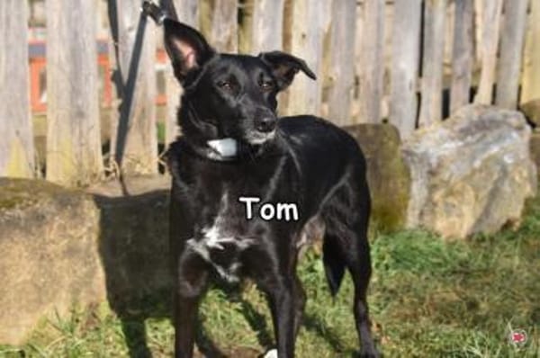 TOM
