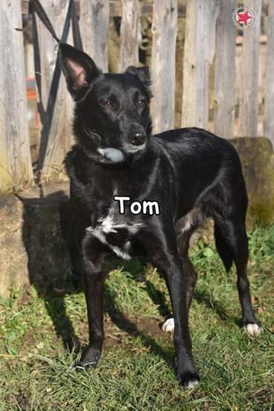 TOM