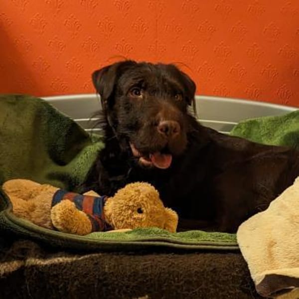 Deutsch Drahthaar-Shar Pei-Mischling