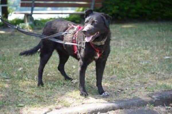 Pepper sucht dringend ein Zuhause