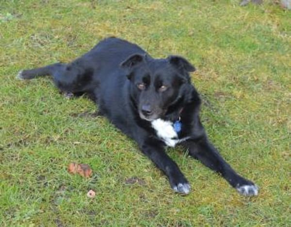 Charlie sucht liebe Menschen