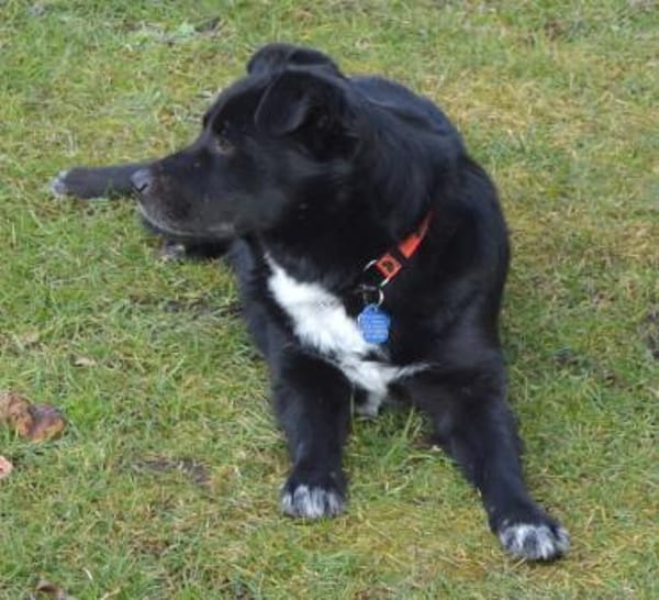 Charlie sucht liebe Menschen