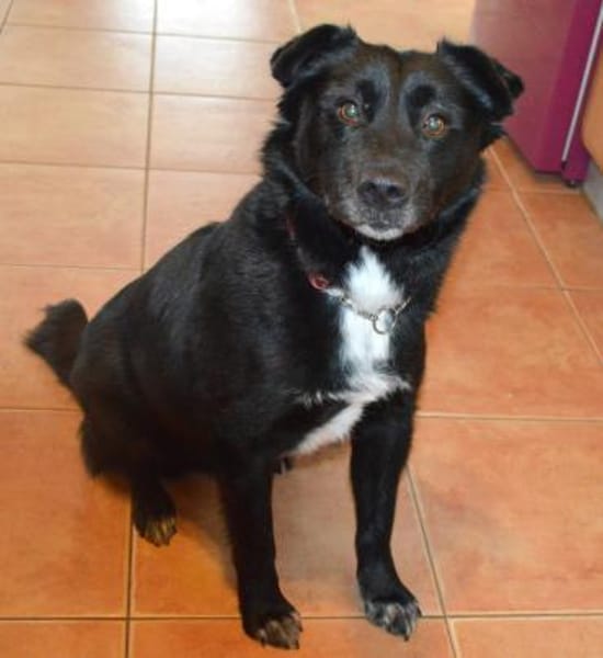 Charlie sucht liebe Menschen