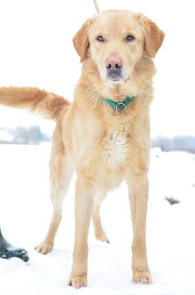 Labrador Balu sucht eine aktives Zuhause