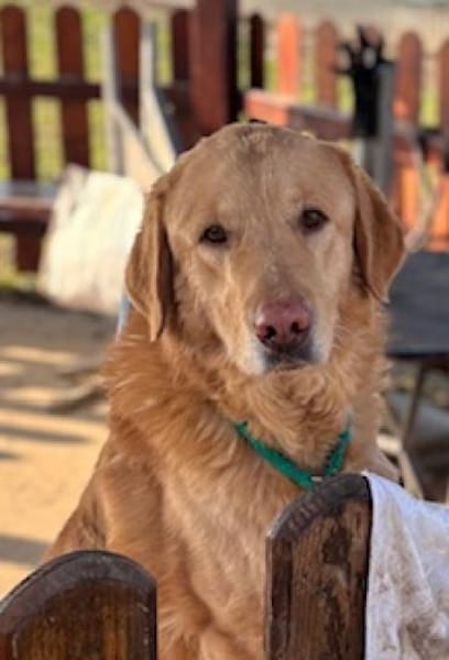 Labrador Balu sucht eine aktives Zuhause