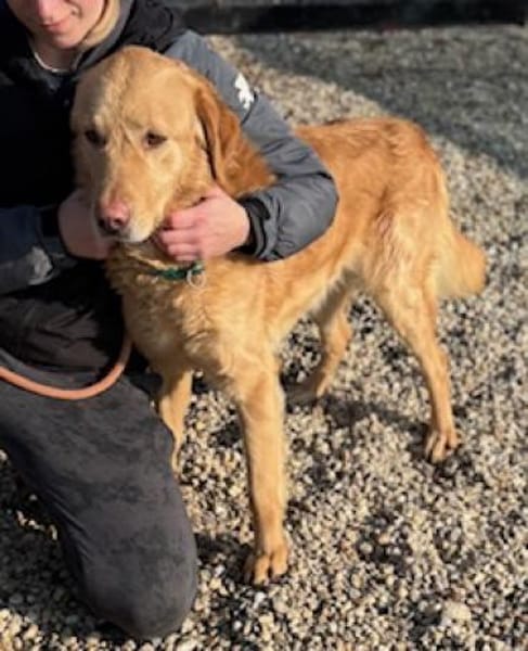 Labrador Balu sucht eine aktives Zuhause