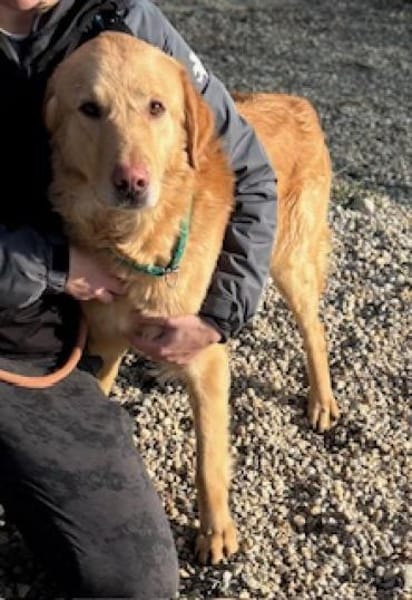 Labrador Balu sucht eine aktives Zuhause