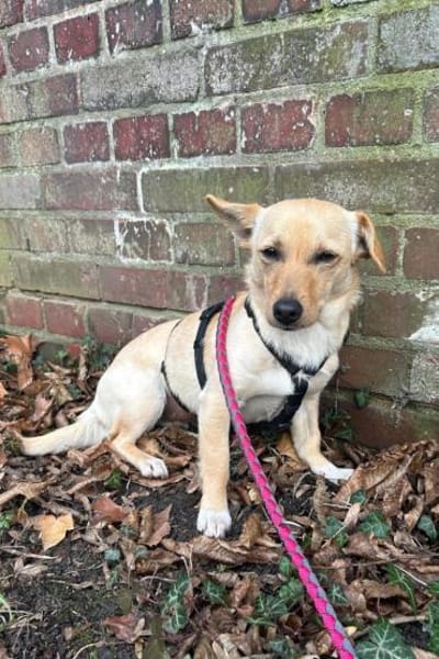 Mira 💗 wartet in 48153 Münster