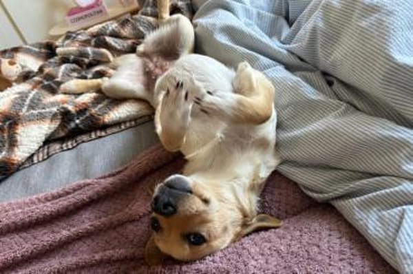 Mira 💗 wartet in 48153 Münster