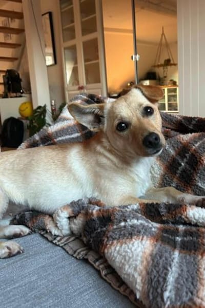 Mira 💗 wartet in 48153 Münster