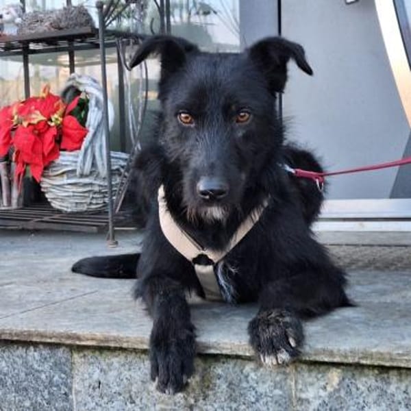 Maddy ❤ bezaubernde schwarze Schönheit