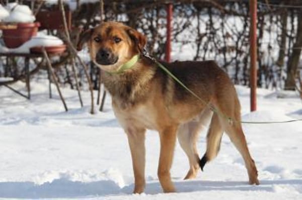 Janni sucht sein zu Hause...