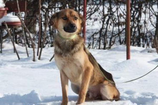 Janni sucht sein zu Hause...