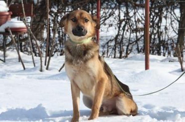 Janni sucht sein zu Hause...