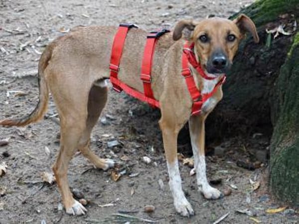 Miki, kinderlieb, neugierig, lernwillig