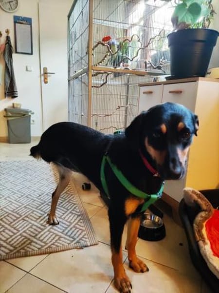 ❤Elenia...Herzenshund auf 3 Beinen