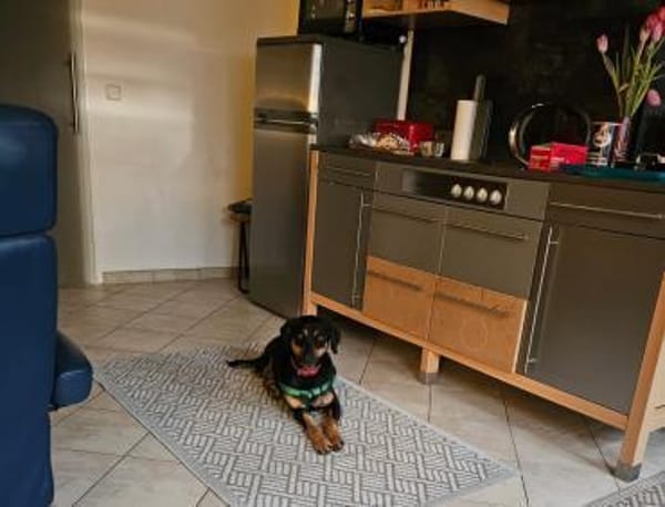 ❤Elenia...Herzenshund auf 3 Beinen