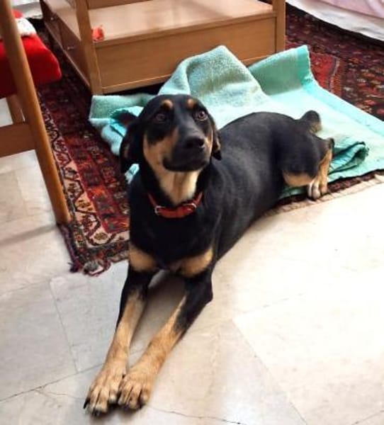 ❤Elenia...Herzenshund auf 3 Beinen