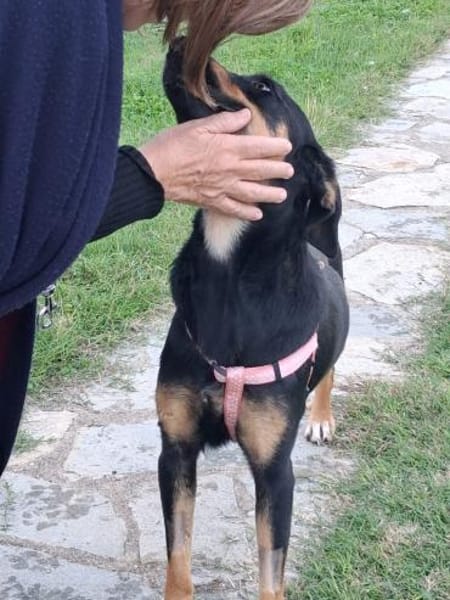 ❤Elenia...Herzenshund auf 3 Beinen